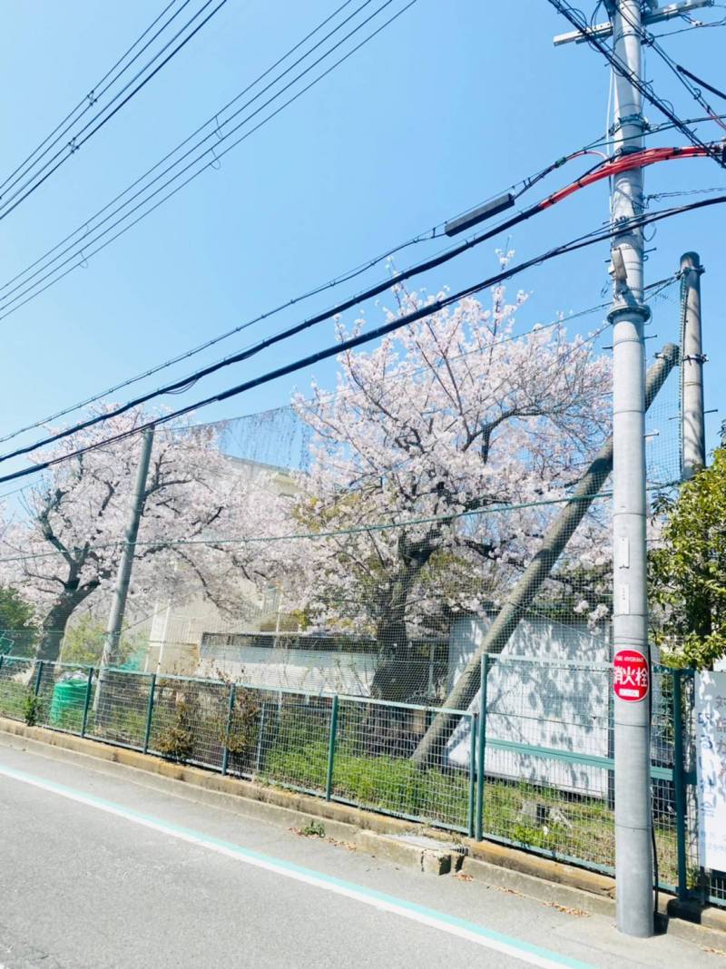 春は玄関から桜が見えて景色が最高～(^^)