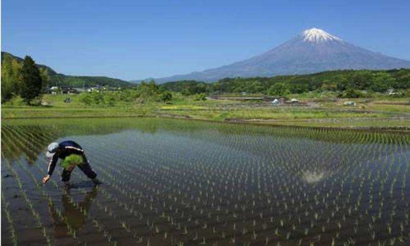 富士山絶景スポットもすぐ近く！！