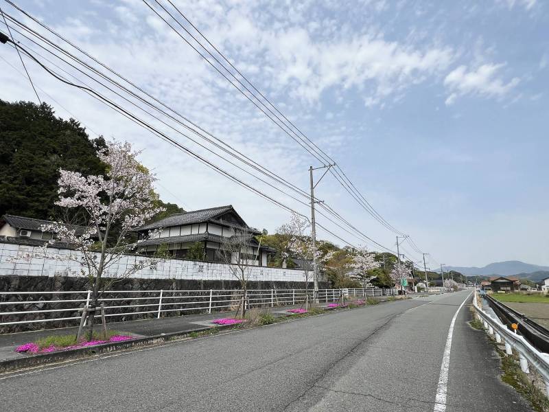 全面道路。春にはピンクのお花が道を彩ります。