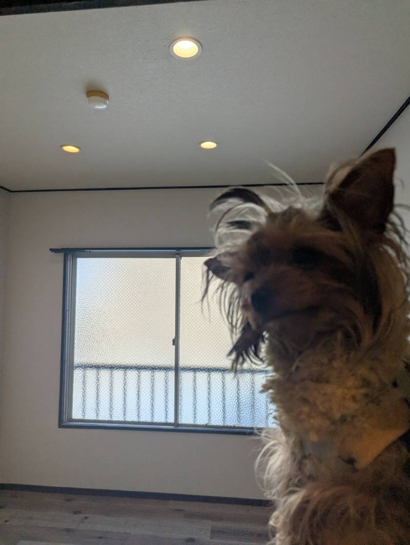 ルウナはダウンライトのお部屋が好きです☆