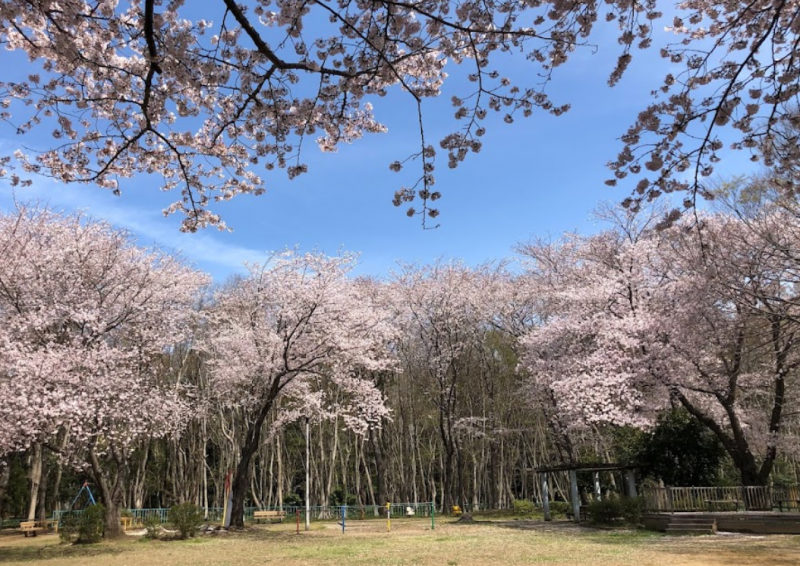 歩いてすぐの長作みどり公園は桜がとてもきれいです♪