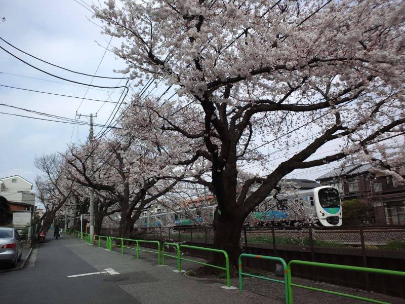 目の前は練馬区で有名な桜並木です。