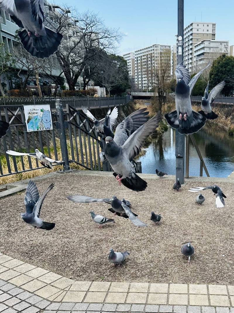 紅葉の季節は川沿いの散歩がお勧めです♪