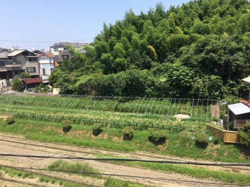 北側の野菜畑　現地にて新鮮野菜販売されてます。　