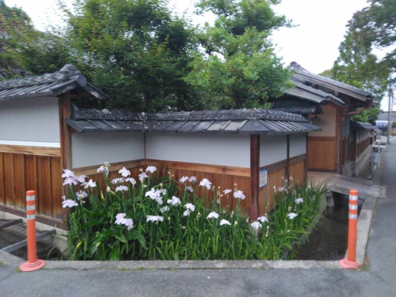 お向かいのお家　角には花菖蒲が咲きます