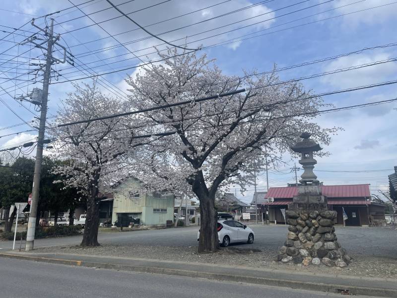 道路の向いには桜の木が。
春は満開で本当にきれい！