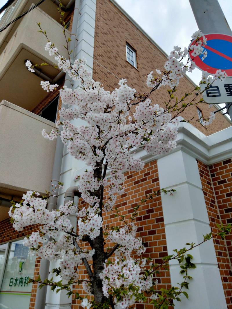 建物の外構、ゴミ置き場ヨコ、道路沿いにの桜です。