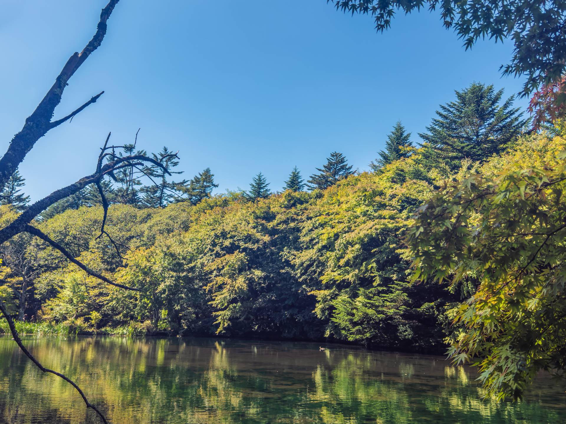 軽井沢の雲場池の紅葉