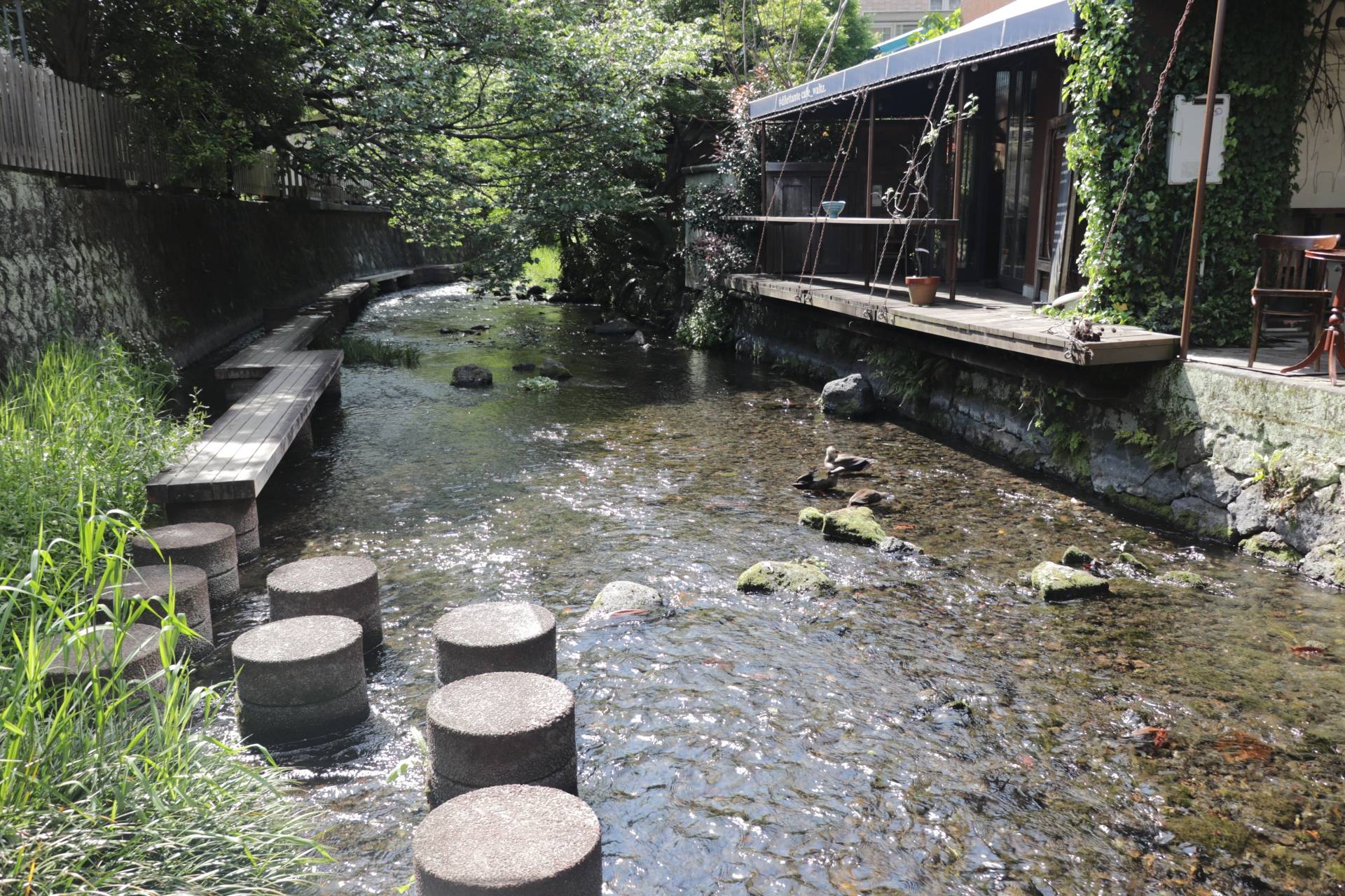 三島市街を流れる清らかな湧水の川