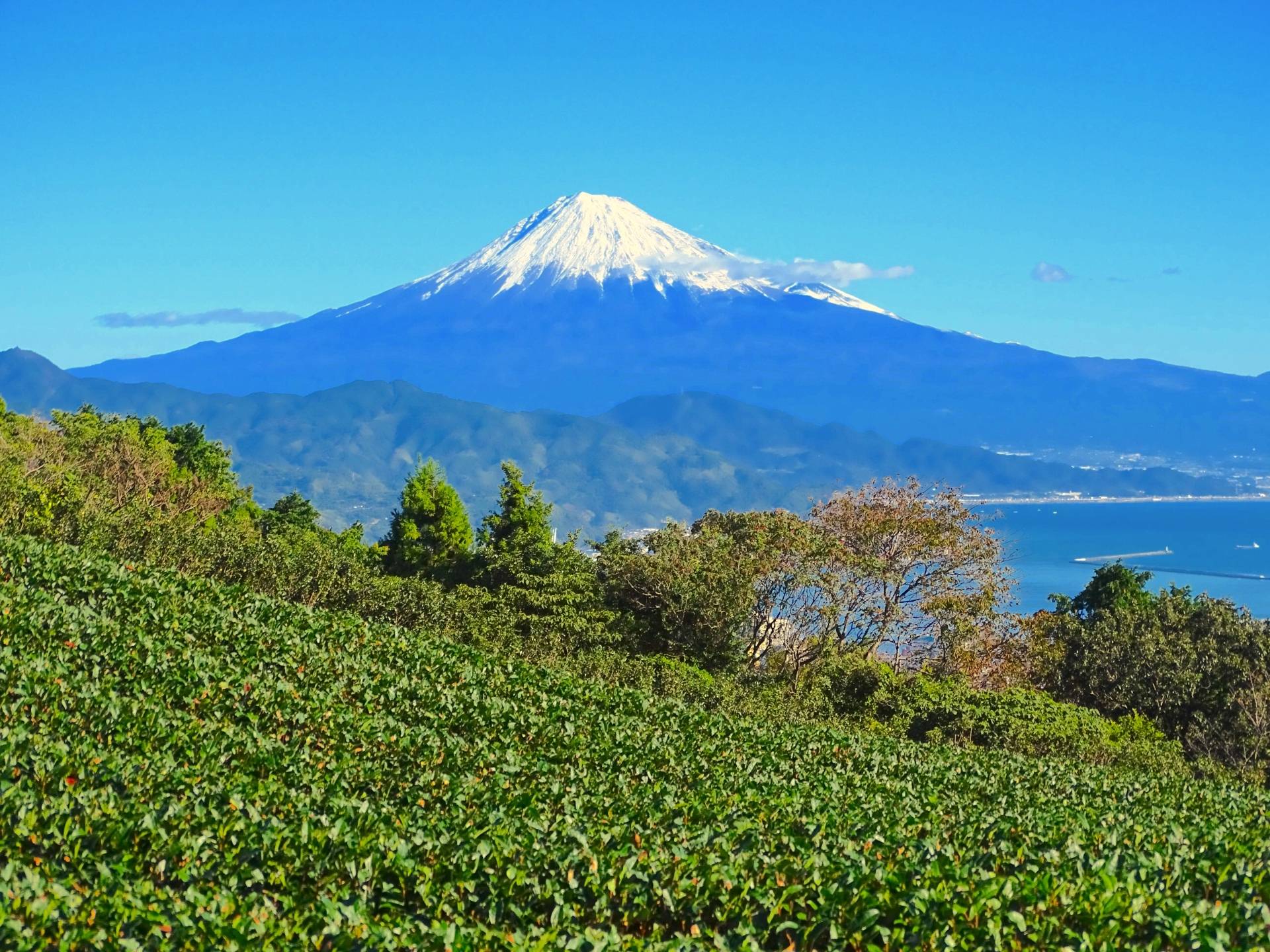 静岡の茶畑