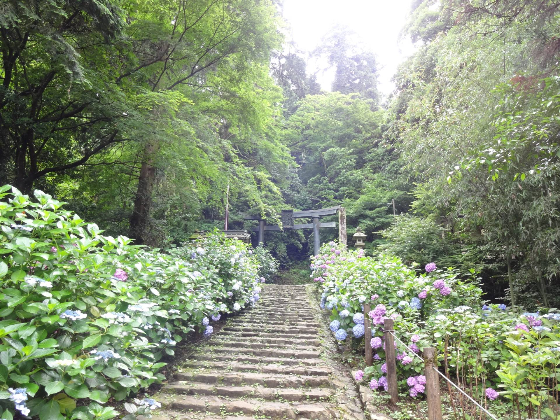 太平山のあじさい坂