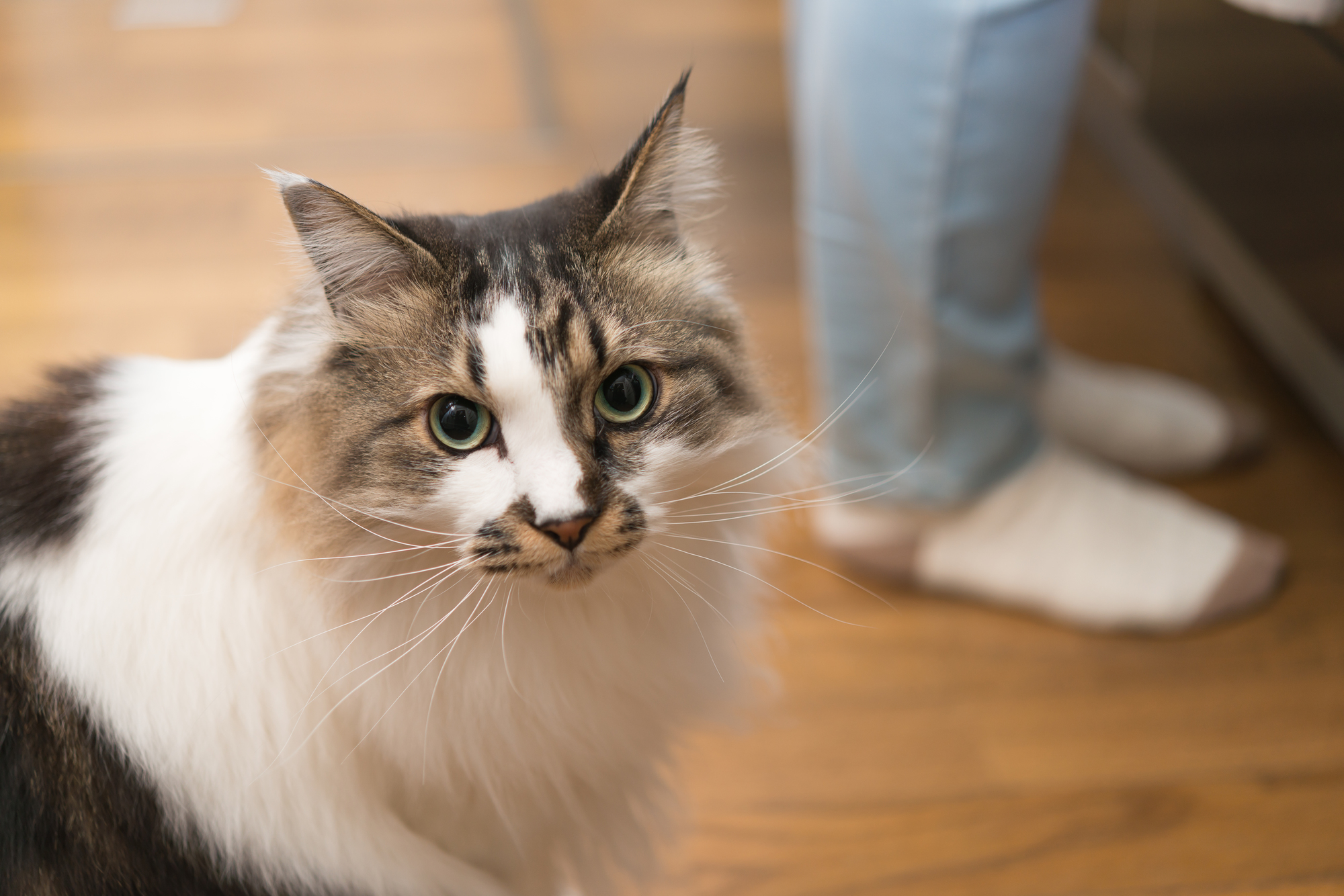 猫