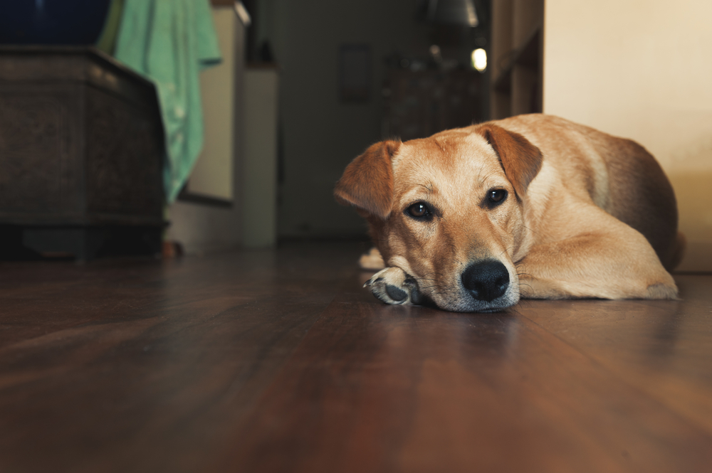 犬