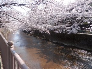 恩田川の桜