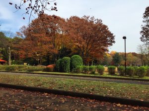 秋の小金井公園