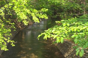 玉川上水